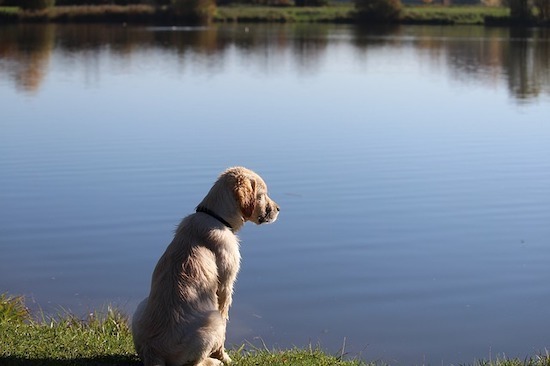dog-1018125_640.jpg Dog 1018125 640