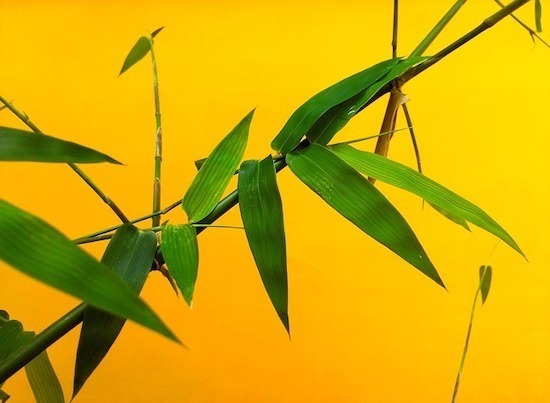 leaf-2128642_640.jpg Leaf 2128642 640